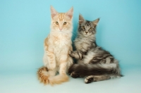 Picture of two maine coon cats, cream silver tabby and silver tabby