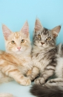 Picture of two maine coon cats lying together, cream silver tabby and silver tabby