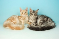 Picture of two maine coon cats on blue background, cream silver tabby and silver tabby