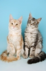 Picture of two maine coon cats sitting together, cream silver tabby and silver tabby
