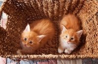 Picture of two Maine Coon kittens