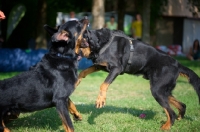 Picture of Two male Beauceron arguing