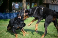 Picture of Two male Beauceron arguing