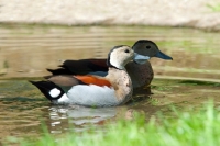 Picture of two male ringed teal ducks swimming
