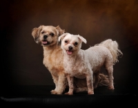 Picture of two Maltese dogs in studio