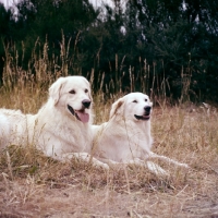 Picture of two maremma sheepdogs 