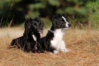 Picture of Two Markiesje dogs (aka Dutch Tulip Hound)