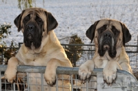 Picture of two Mastiffs