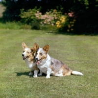 Picture of two merle cardigan corgis 