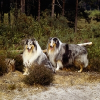 Picture of two merle rough collies, ch cathanbrae polar moon at pelido,ch jaden mister blue at pelido, in a forest