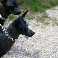 Picture of two mexican hairless dogs with chain collars, head studies