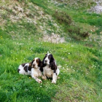 Picture of two middle aged cocker spaniels in countryside
