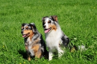 Picture of Two Miniature Australian Shepherd (minnie aussies)