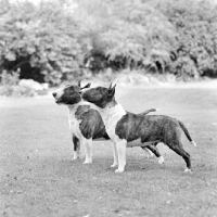 Picture of two miniature bull terriers 