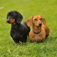 Picture of two Miniature Dachshunds