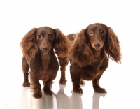 Picture of two miniature longhaired Dachshund dogs