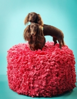 Picture of two miniature longhaired Dachshund dogs in studio