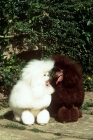 Picture of two miniature poodles from montravia in show coats chatting together