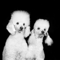 Picture of two miniature poodles in pet clip