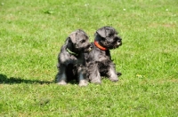 Picture of two miniature Schnauzer puppies
