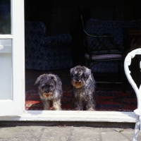 Picture of two miniature schnauzers in pet trim standing in doorway