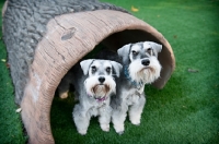 Picture of two miniature schnauzers looking out from a log