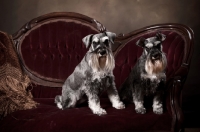 Picture of two miniature schnauzers on a sofa