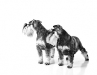 Picture of two miniature schnauzers on white background