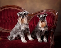 Picture of two miniature schnauzers sitting together on a couch