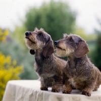 Picture of two miniature wire haired dachshunds on a table