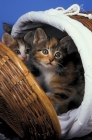 Picture of two moggie tortie and white kittens in a basket
