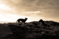 Picture of two mongrel dogs in silhouette