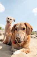 Picture of two mongrel dogs on beach, sandy nose