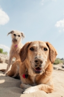 Picture of two mongrel dogs on beach