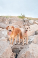 Picture of two mongrel dogs on rocks near beach