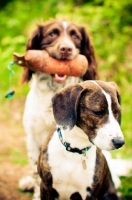 Picture of two mongrel dogs, one with dummy in mouth