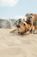 Picture of two mongrel dogs playing in sand