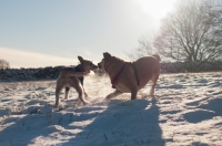 Picture of two mongrel dogs playing in snow