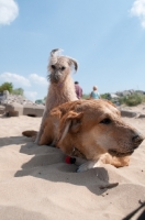 Picture of two mongrel dogs playing on beach