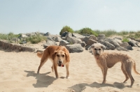 Picture of two mongrel dogs standing on beach