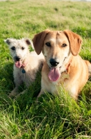 Picture of two mongrels lying down in grass