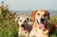 Picture of two mongrels (non pedigree dogs) on grass