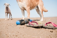 Picture of two mongrels on beach