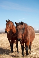 Picture of two Morgan horses in field