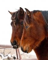 Picture of two Morgan horses