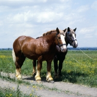 Picture of two murakozi horses in hungary, 5734 szentegÃ¡t-7, 