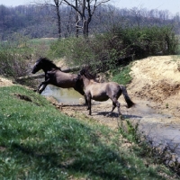 Picture of two mustang mares climbing up river bank in usa