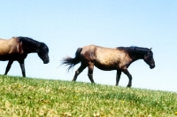 Picture of two mustang mares on skyline
