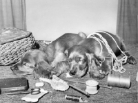 Picture of two naughty Cocker Spaniel puppies sleeping