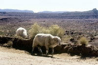 Picture of two navajo-churro sheep ay roadside in monument valley, usa